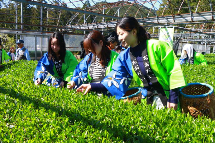 大台町の茶摘みの様子