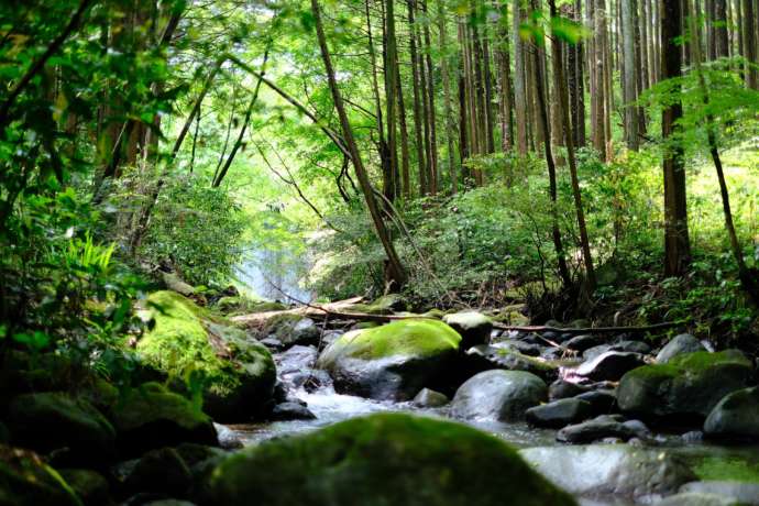 小田原市いこいの森の風景