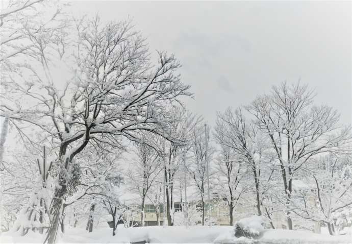 一面雪景色の森の中