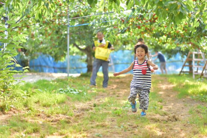 大橋さくらんぼ園のさくらんぼ狩りの様子