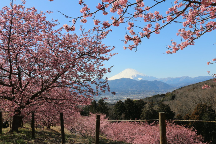 神奈川県大井町の「おおいゆめの里」から眺める富士山の写真