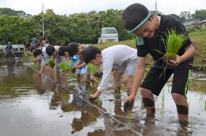 大井町の田植え体験