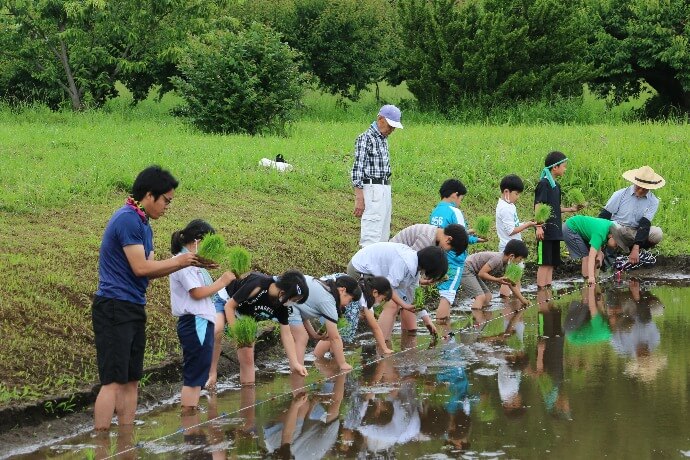 大井町の田植え体験の様子