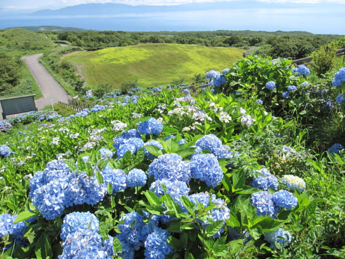 球島山の山頂にアジサイが咲いている