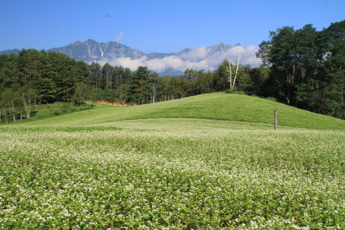 長野県大町市にある中山高原のそば畑