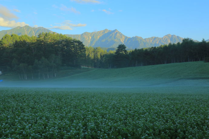 中山高原のそば畑に霧が立ち込める様子