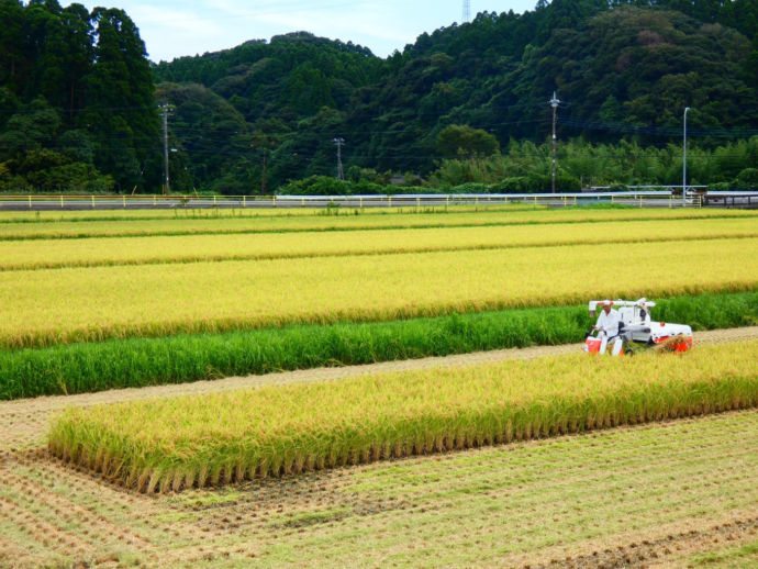 ミヤコタナゴの生息域である御宿町の里山風景