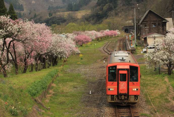 大野市内を走る越美北線の電車とハナモモ