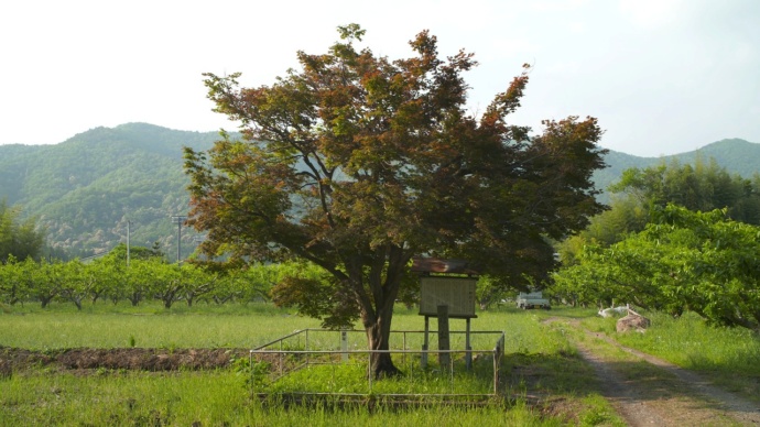 大野町の野村モミジ