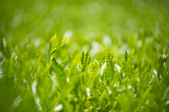 岐阜県山県市の「舟伏の里へ おんせぇよぉ～」の近くにある茶畑の様子