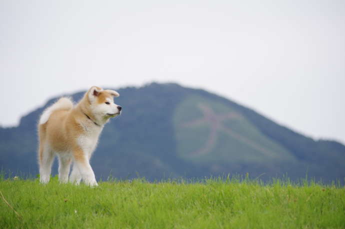 秋田犬と大文字焼き