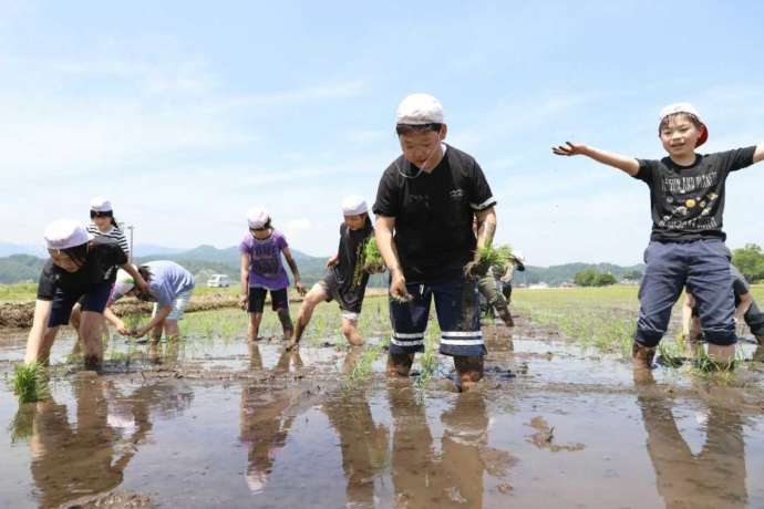 大石田町の学校行事：田植え体験をする小学生