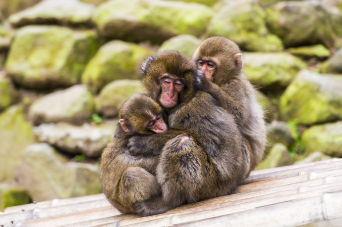 高崎山自然動物園のニホンザル