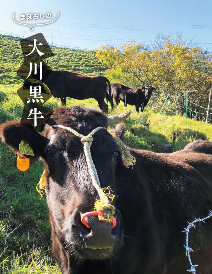 大川村の特産物 大川黒牛