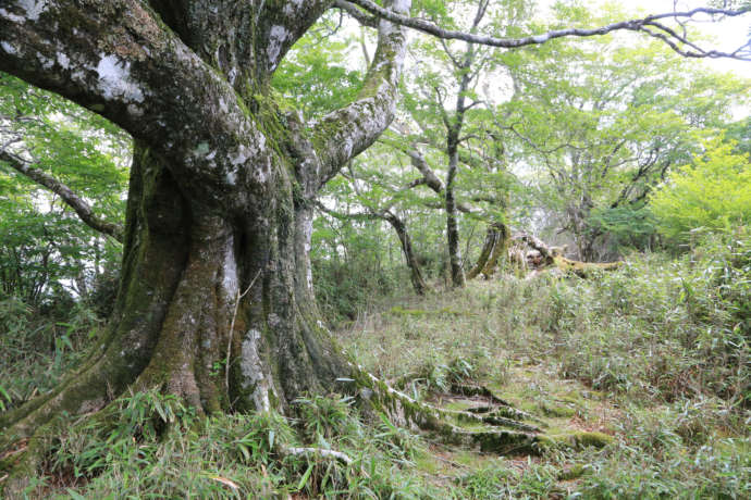 大座礼山ブナの樹