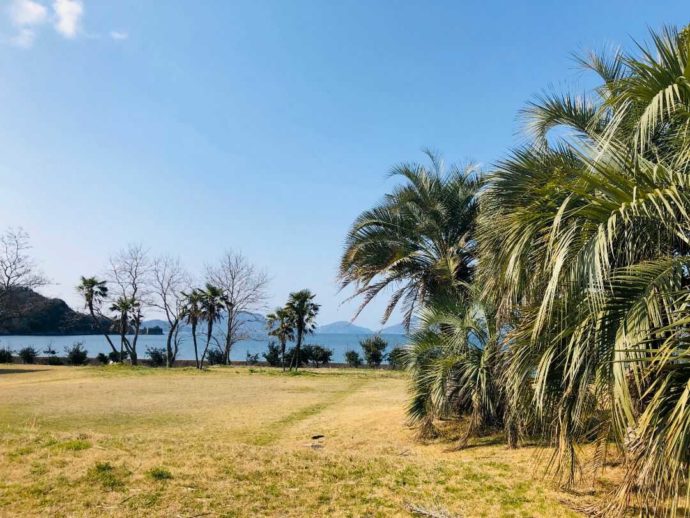 南国風の植物がある大串キャンプ場