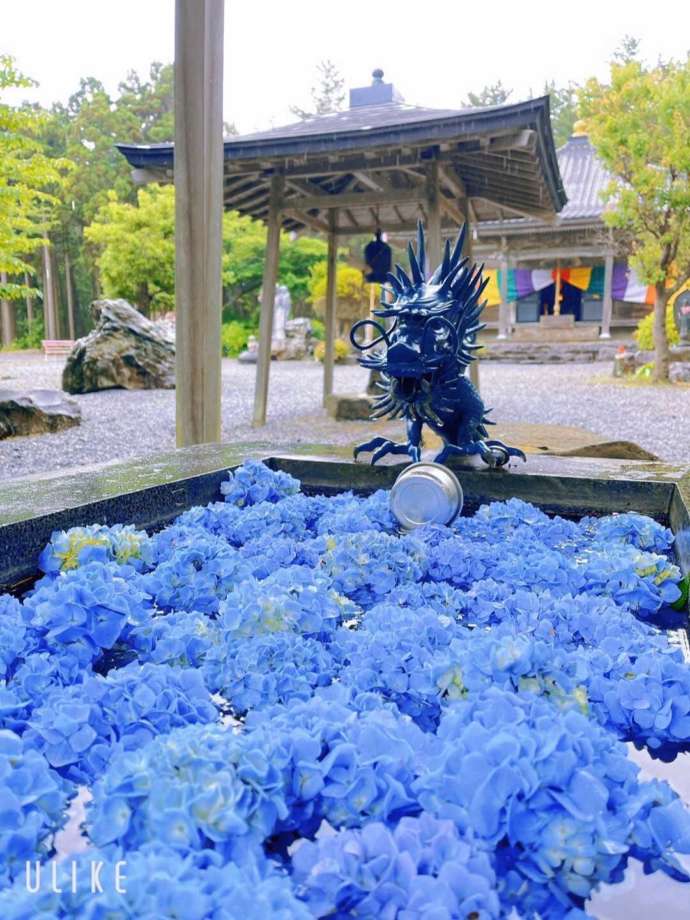 「おおま宿坊 普賢院」の花手水