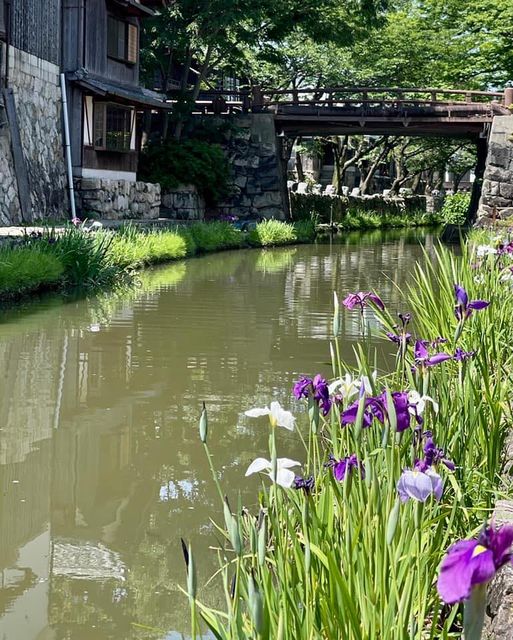 初夏の八幡堀めぐりの様子