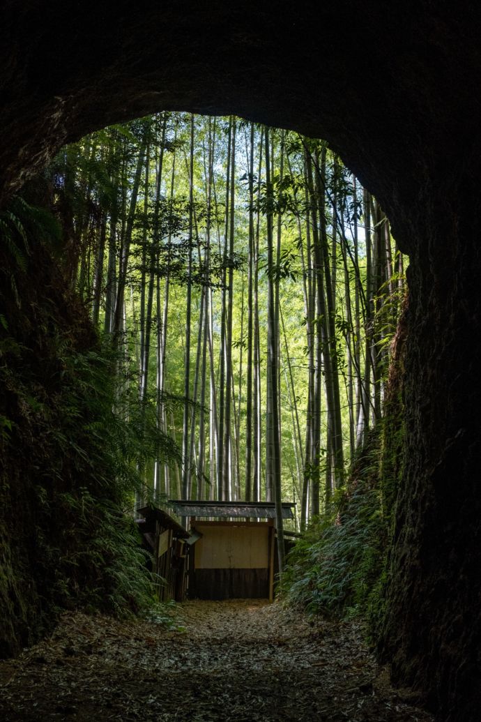 直径約30センチの大きな竹が広がる「土井竹林」の風景