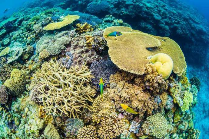 水納島のサンゴ礁