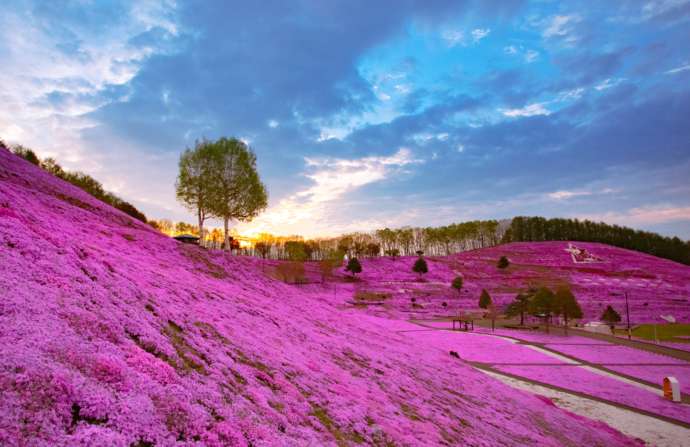 ひがしもこと芝桜公園の芝桜