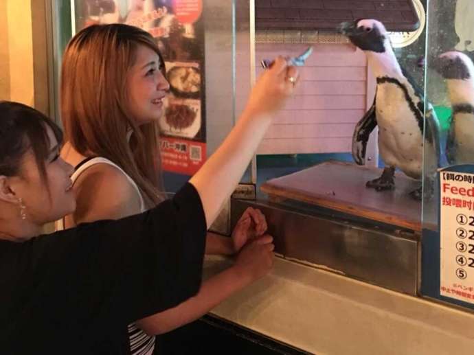 ペンギンのいるダイニングバー沖縄の「ご飯タイム」に餌をあげるお客さんの写真