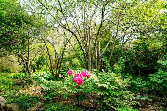 つくば牡丹園（Peony Garden Tokyo）の朝霧の中で咲く牡丹