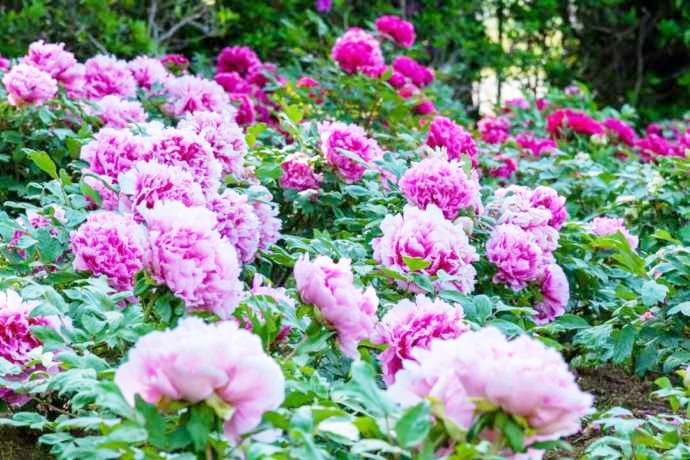 つくば牡丹園（Peony Garden Tokyo）で育成される満開の牡丹