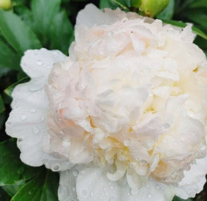 つくば牡丹園（Peony Garden Tokyo）で育成されるエンジェルチークス種の芍薬