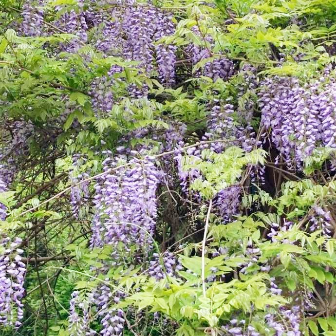 つくば牡丹園（Peony Garden Tokyo）で育成される藤