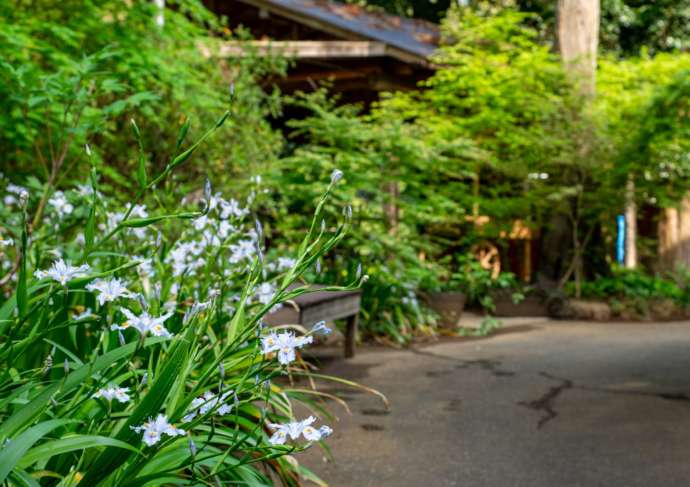 つくば牡丹園（Peony Garden Tokyo）内のPeony Garden テラス付近の様子