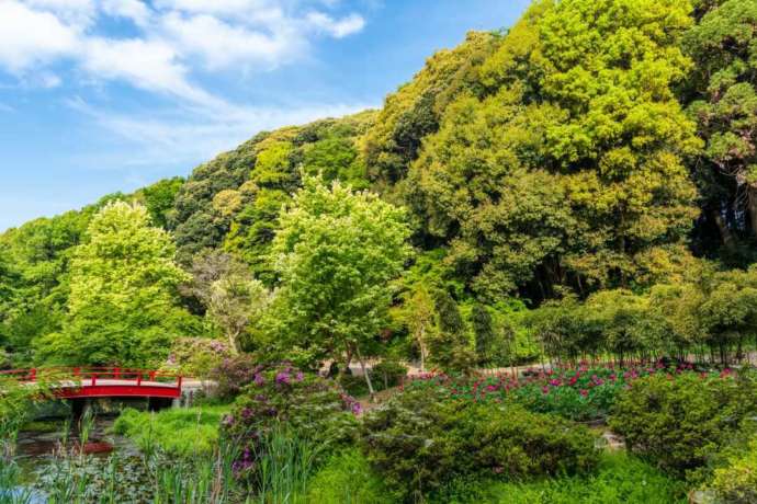 つくば牡丹園（Peony Garden Tokyo）内の池と橋