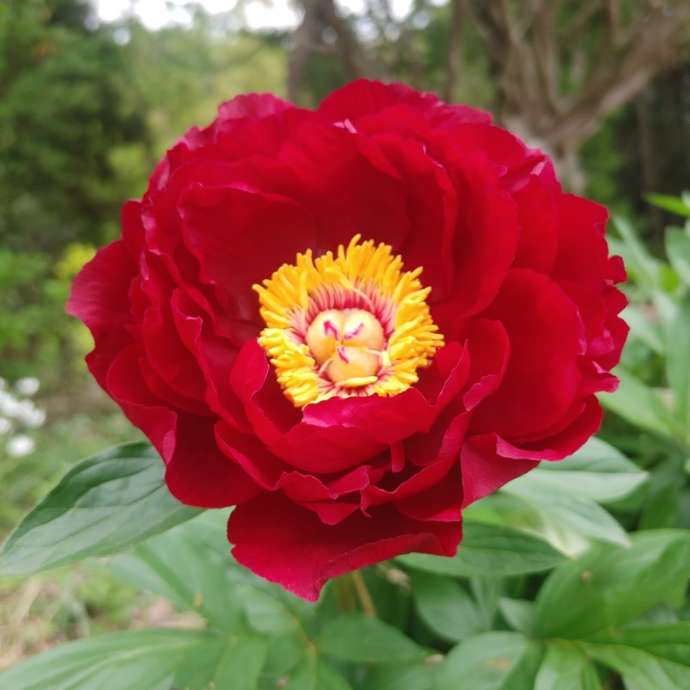 つくば牡丹園（Peony Garden Tokyo）で育成されるチョコレートディア種の芍薬