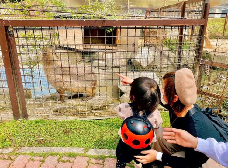 福岡県飯塚市にある「ピクニカ共和国」の動物や安全柵