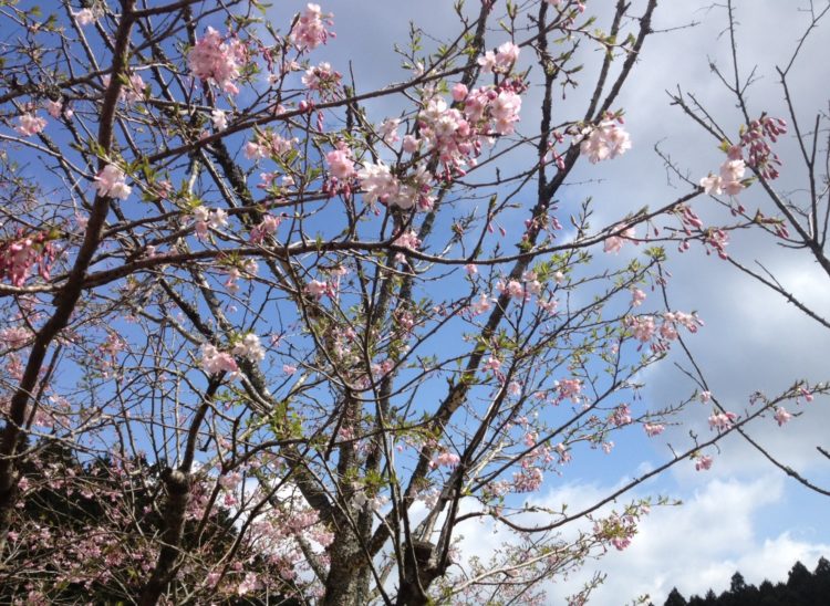 福岡県飯塚市にある「ピクニカ共和国」で見られる桜