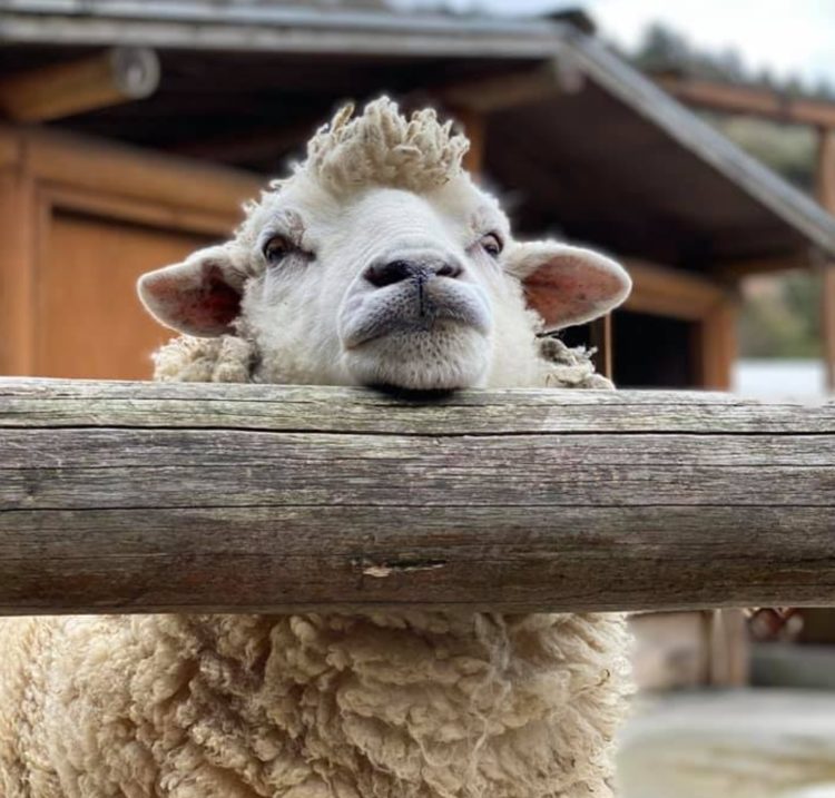 福岡県飯塚市にある「ピクニカ共和国」のヒツジ