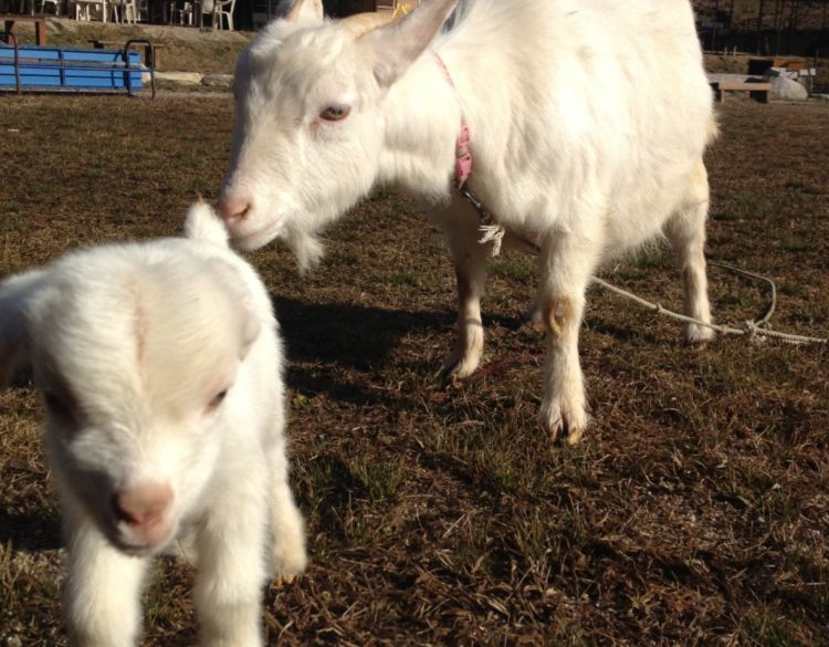 福岡県飯塚市にある「ピクニカ共和国」にいる子ヤギのカンタくんとエルサちゃん