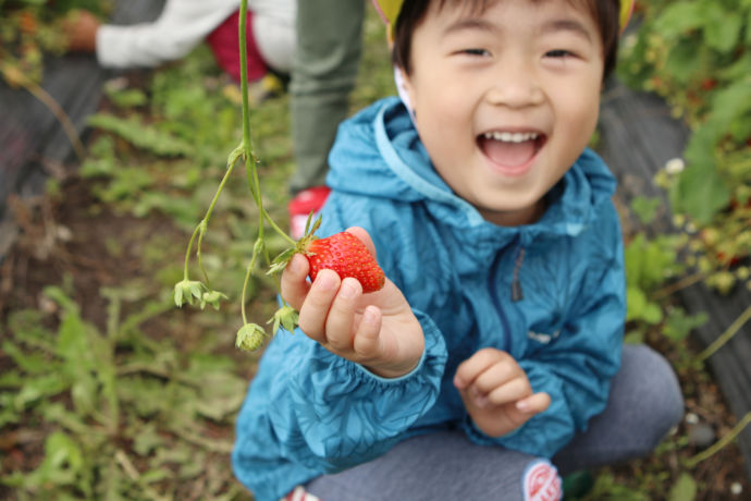 いちご畑でいちごを手にする子ども