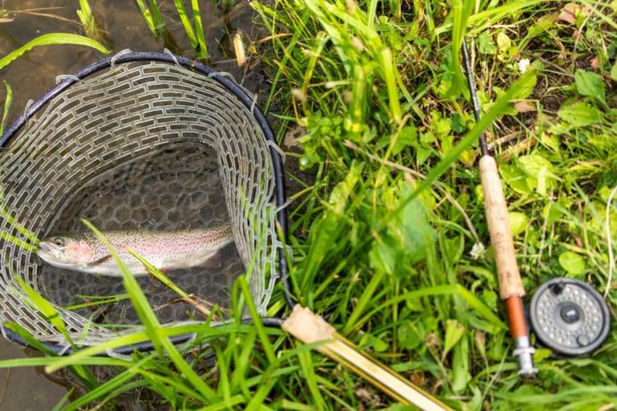 アカイガワ・トモ・プレイパークで釣った魚