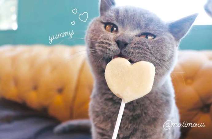 ハート型のおやつを堪能する「猫カフェPuchi Marry 沖縄北谷店」のブリテッシュショートヘア