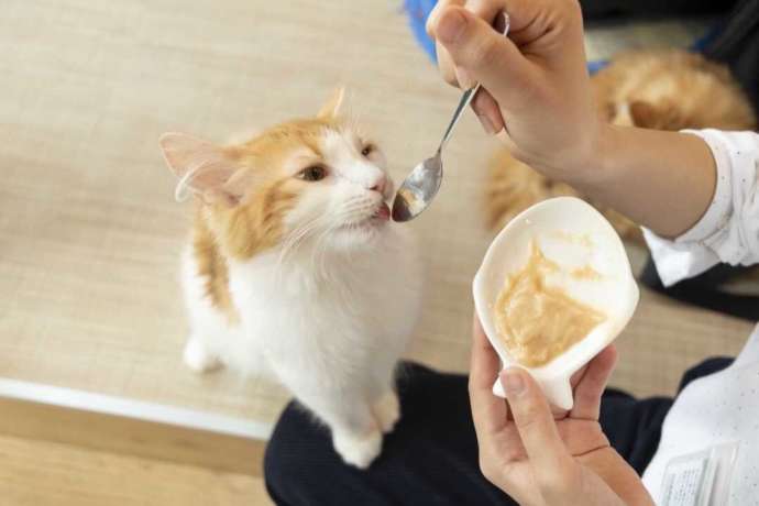 おやつをもらう「猫カフェPuchi Marry 沖縄北谷店」の猫