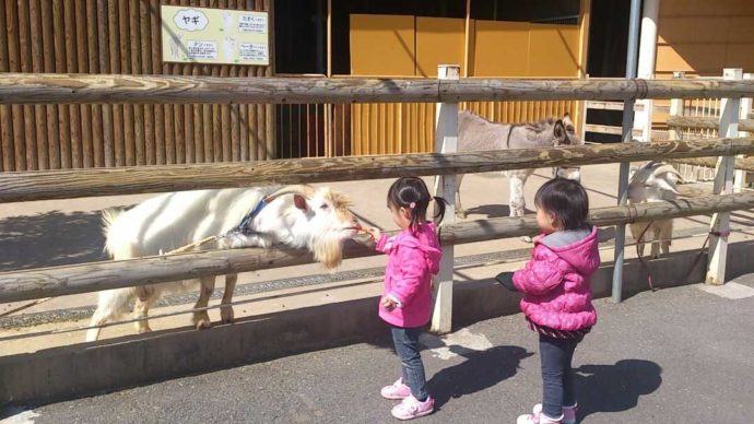 大分県別府市にある別府ラクテンチで子供が動物とふれあう様子