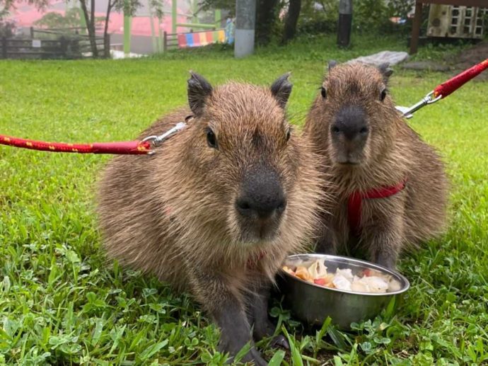 大分県別府市にある別府ラクテンチで生まれたカピバラの赤ちゃん