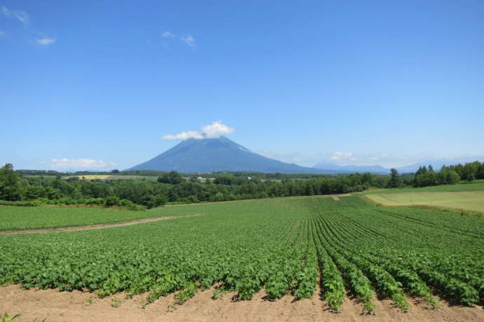 蘭越町の畑と羊蹄山の様子