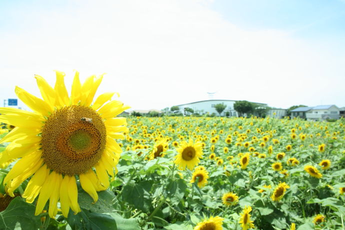 熊本県苓北町に咲くひまわり