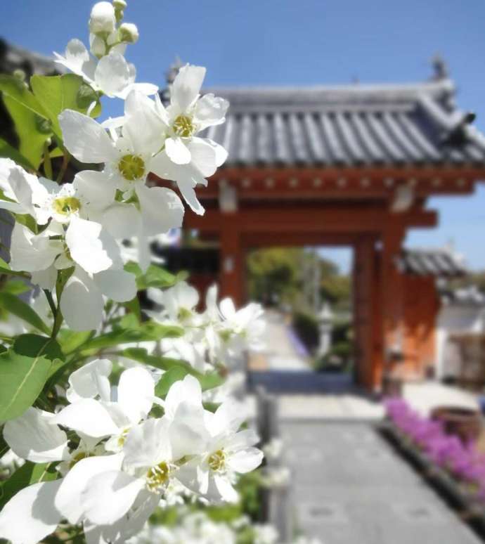 理智院の山門前