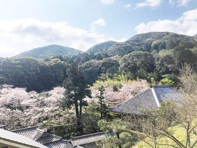 理智院の春の境内