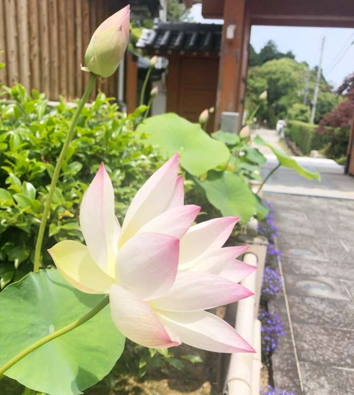 理智院の開花した蓮の花