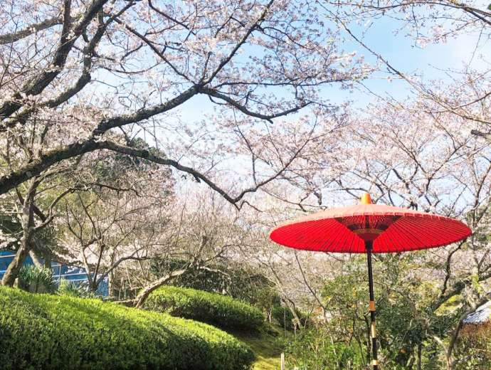 理智院の春の風景