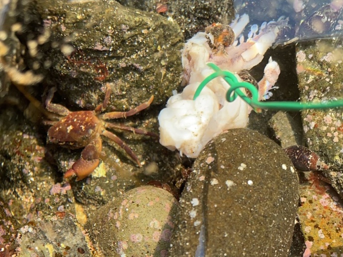 黄金岬海浜公園での磯ガニ釣りの様子